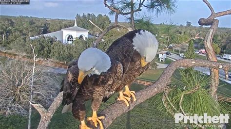 sw fl eagle cam